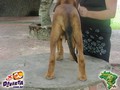 In Memorian - Fila Brasileiro Dourado - Canil Singular - Fisher